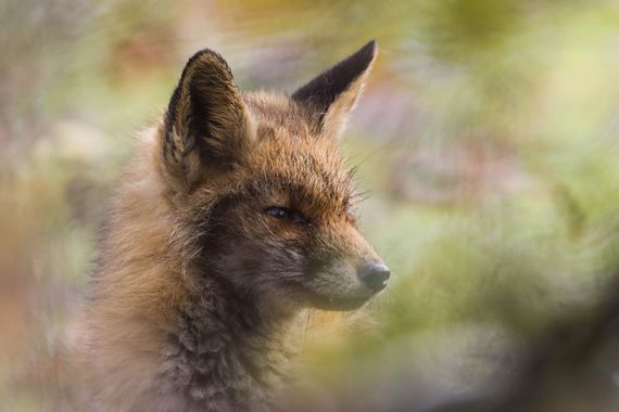 Luis Alvarez en Hamelin: Fauna  (Caso), Vulpes vulpes (Linnaeus, 1758), Retrato de un zorro #hamelin #zorro #fox #mamiferos #asturias #wildlife 