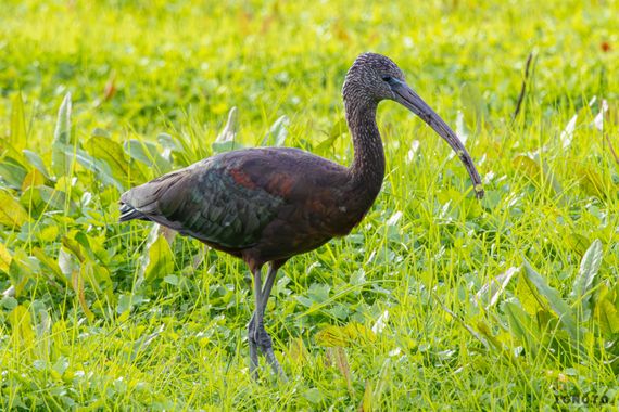 Ignoto en Hamelin: Fauna  (Almonte)