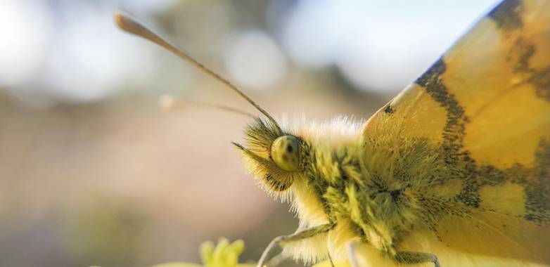 Rosa N. en Hamelin: Fauna  (Picón), Mariposa conocida como 
