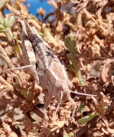 Solerantonio2 en Hamelin: Fauna  (Níjar), Insecto
