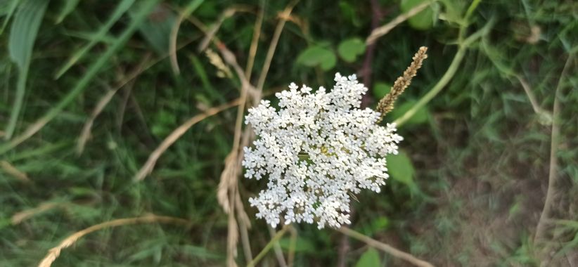 fernandezboix en Hamelin: Flora, Daucus carota
