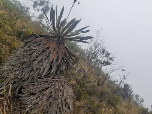 Oscar Frade  en Hamelin: Fauna  (Guasca)