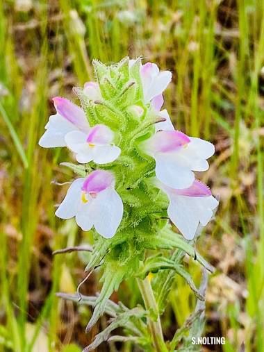 su en Hamelin: Flora  (Gelves), Bartsia trixago, Flor de campo 