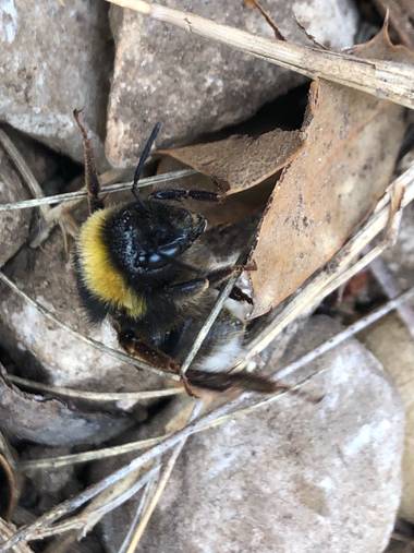 Naturalezadebarrio en Hamelin: Fauna  (Villamayor de Gállego), Plantemos flores para que puedan criar y salir de su extinción#naturalezadebarrio@naturaleza...