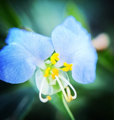 Berenicelujan en Hamelin: Flora  (La Laguna), Commelina erecta