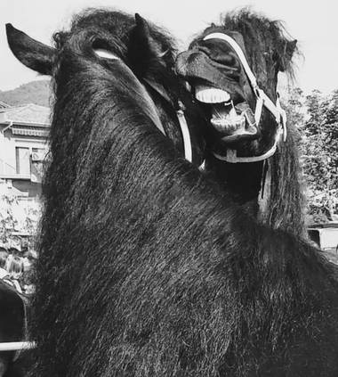 Manelsersol en Hamelin: Fauna  (Olot), #equinos #caballosalvajes #Horses #Fauna#Naturaleza 