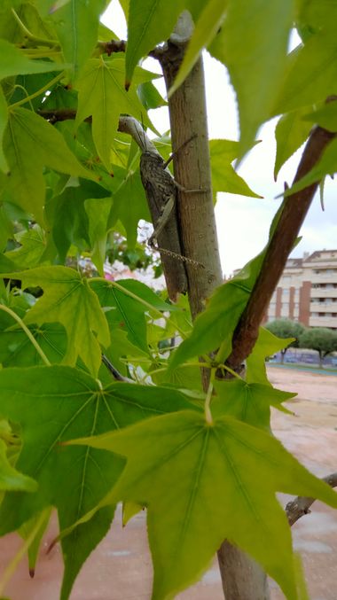 Solerantonio2 en Hamelin: Fauna  (Jaén), Insecto