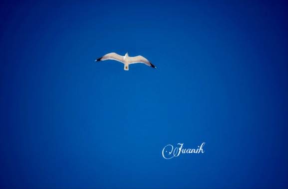 Juanih.espi en Hamelin: Fauna, Gaviotas 💙
