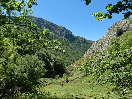 mariale en Hamelin: Paisaje  (Caso), 📸 #marialemdza
💚 🌿🌸🌿💚
#CumpleHamelin
#Naturaleza #BellezaNatural 
#Asturias  #Montaña #forest #bosque #ParaísoNa...