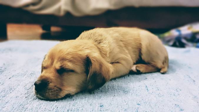 Pabloignacioherrera en Hamelin: Fauna  (Piñeyro), #DOG #perros #hamelin2020 