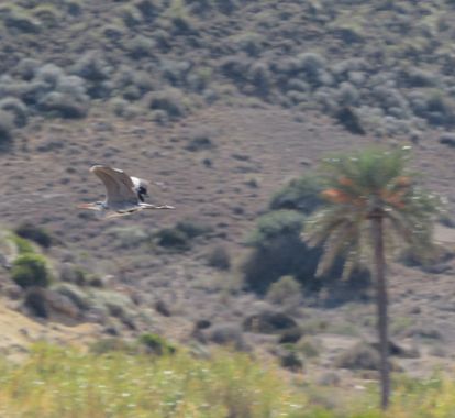 Solerantonio2 en Hamelin: Fauna  (Níjar), Ardea cinerea Linnaeus, 1758, Ave
