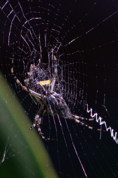 flacamlau en Hamelin: Fauna  (Llambi Campbell), #araña #arañatigre #alimentacion #telaraña 
