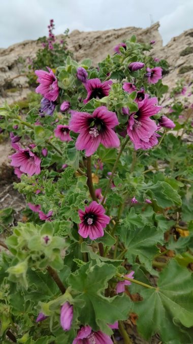 Solerantonio2 en Hamelin: Flora  (Níjar), Malva arborea, Planta