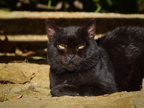 Kikojimenez1977 en Hamelin: Fauna, #gato #gatonegro 