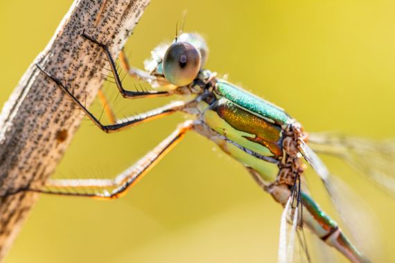Juanfra.1791 en Hamelin: Fauna  (Paterna del Río), Chalcolestes viridis (Van der Linden, 1825), H