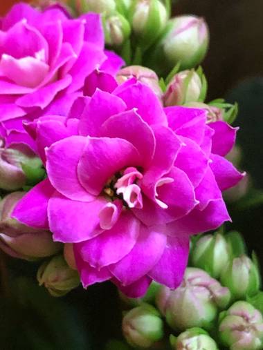 Cristinna_75 en Hamelin: Flora  (Coslada), #flora21 