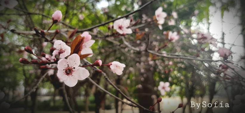 Marisofigonzalez en Hamelin: Flora, Prunus cerasifera, 🌸🌸🌸
#flowerpower 