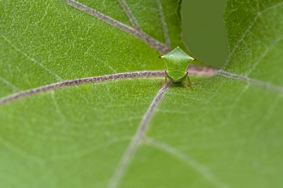Ignicapillus en Hamelin: Fauna  (Vallès Oriental), Stictocephala bisonia Kopp & Yonke, 1977, A veces también llamada Ceresis bisonia, es un membracido, chi...