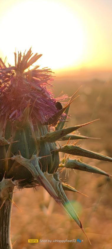 HappyFeet72 en Hamelin: Flora  (Alcalá de Henares), Cardo es el nombre vernáculo que reciben distintas especies de plantas, esencialmente de la familia Ast...