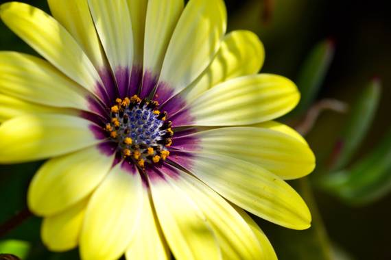 ralphlagarillo en Hamelin: Flora  (Málaga), Osteospermum ecklonis, #flora21 