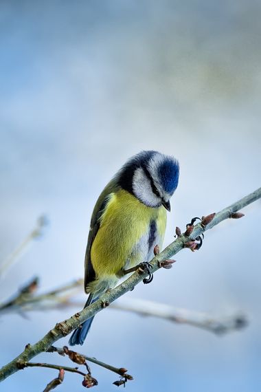 mgestal en Hamelin: Fauna, Cyanistes caeruleus (Linnaeus, 1758), #aves #cumplehamelin 