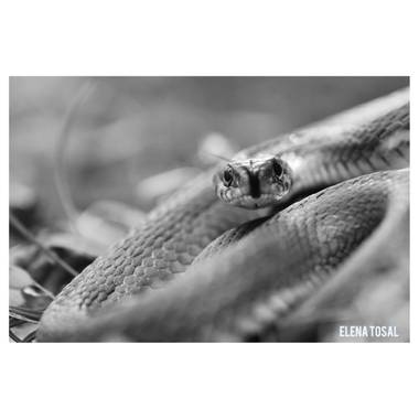 Tosalelena en Hamelin: Fauna  (Bárcena Mayor), #natrix #herpetofauna #wildlife #blackandwhite 