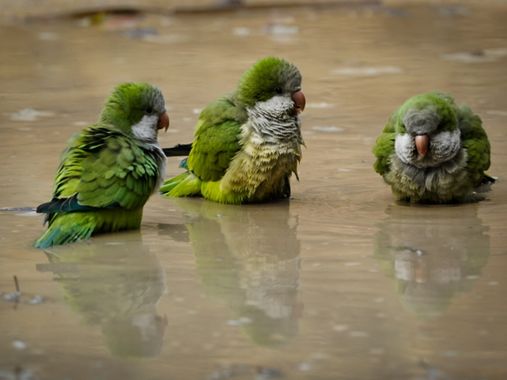 Kikojimenez1977 en Hamelin: Fauna 