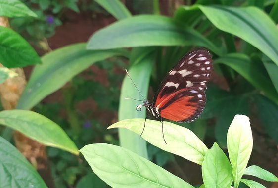 Martinezantonio.correo en Hamelin: Fauna  (Benalmádena), #mariposa 