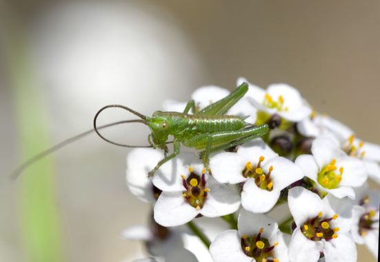 Encarni.gallardo18 en Hamelin: Fauna  (Altafulla), #grillo #macro_captures_ #macro #natura #insectos #nocturnos