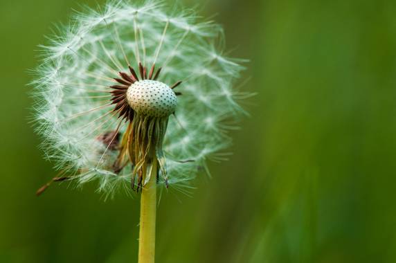 FdeFoto en Hamelin: Flora  (Cercs), Dandelion
Nikon D5000
Nikon AF-S VR Micro-Nikkor 105mm f/2.8G IF-ED
ƒ/5.6 /125s ISO 360

….
#macro
#macropohotography
#...