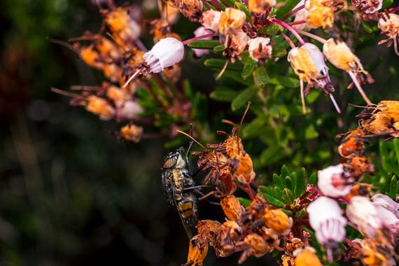 Roberto Núñez  en Hamelin: Fauna, #insectos #nature #insect #insects #naturaleza #bugs #macro #insectphotography #insecto #bug #macrophotography #wildlife...