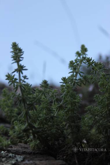 Yuga1983 en Hamelin: Flora  (Queralbs), Galium maritimum, Detall del fred a la naturalesa. #invierno20 #flora @vitabitacora.photo