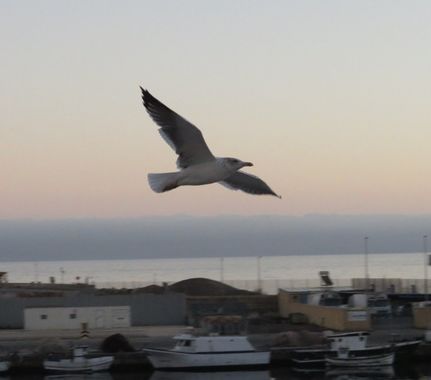 Solerantonio2 en Hamelin: Fauna  (Almería), Ave
