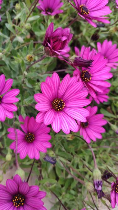 Isabel A. en Hamelin: Flora  (Benicarló), Osteospermum ecklonis, #flora21 
