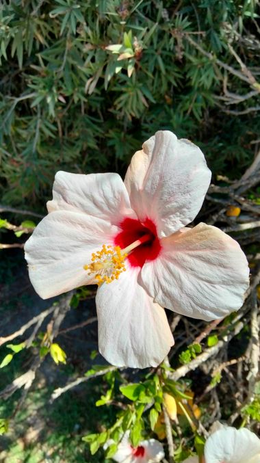 Solerantonio2 en Hamelin: Flora  (Almeria), Planta