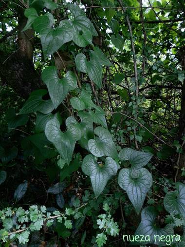 Mpinfante en Hamelin: Flora, Dioscorea communis, .