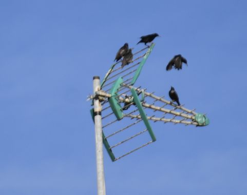Solerantonio2 en Hamelin: Fauna  (Almería), Ave