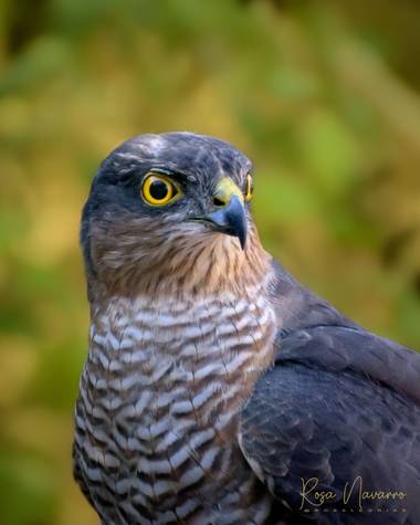 Rosa N. en Hamelin: Fauna  (Picón), Accipiter nisus (Linnaeus, 1758), Gavilán común. 