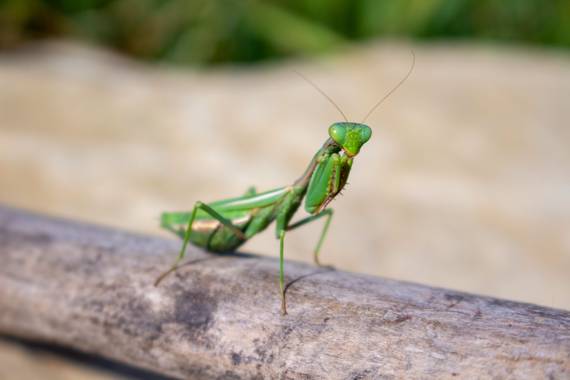 ComunicarCaminante en Hamelin: Fauna  (Sinnai), La Mantis: un misterio y elegancia vestida de verde y enigma. 