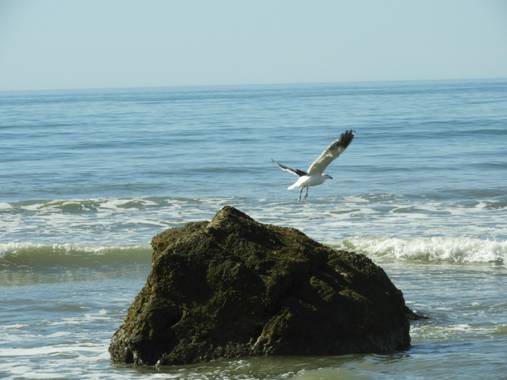 Rodrigo Tejeiro en Hamelin: Fauna  (Balneario Las Grutas), #aves21 