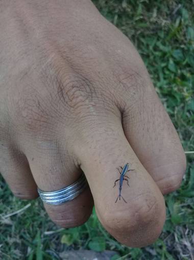 rintadio en Hamelin: Fauna  (Nueve de Julio), Escarajo jirafa. Similar a la especie de madagascar. Probablemente un pariente lejano traido en barco.