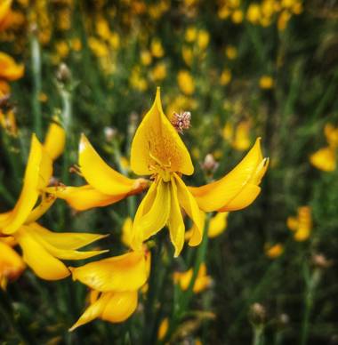 Naomi en Hamelin: Flora  (Barcelona), Spartium junceum, 🌼 #flora21 