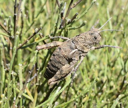 Solerantonio2 en Hamelin: Fauna  (Níjar), Saltamontes