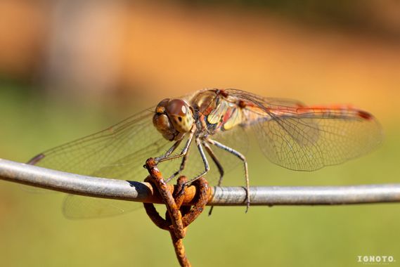 Ignoto en Hamelin: Fauna  (Santa Maria del Camí)