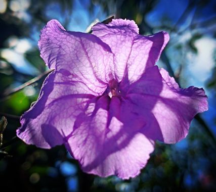 Berenicelujan en Hamelin: Flora  (La Laguna), #florlila