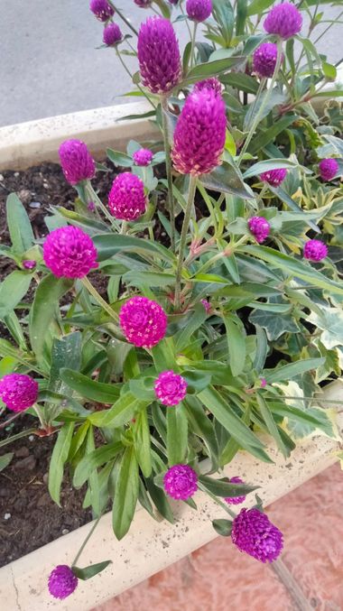 Solerantonio2 en Hamelin: Flora  (Avenida Federico García Lorca), Gomphrena globosa, Planta
