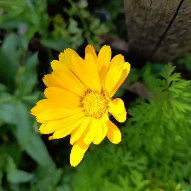 Michael22067 en Hamelin: Flora  (Medellín), Calendula officinalis, #flordecalendula #medellin #colombia #antioquia 