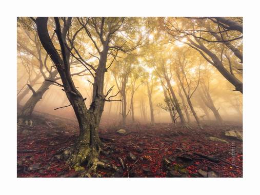 Josepmartinezmiro en Hamelin: Paisaje  (Espolla), #hayedo #fageda