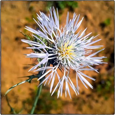 Breogán654 en Hamelin: Flora  (Benissa), El cardo común, es una especie nativa probable de Canarias. Puede alcanzar u a altura entre 25-100 cm, es una plan...