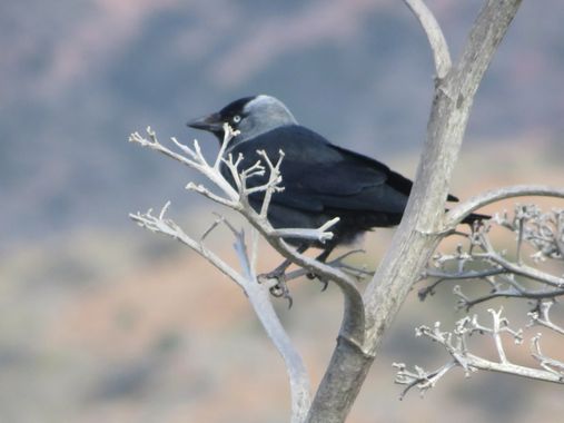 Solerantonio2 en Hamelin: Fauna  (Níjar), Ave